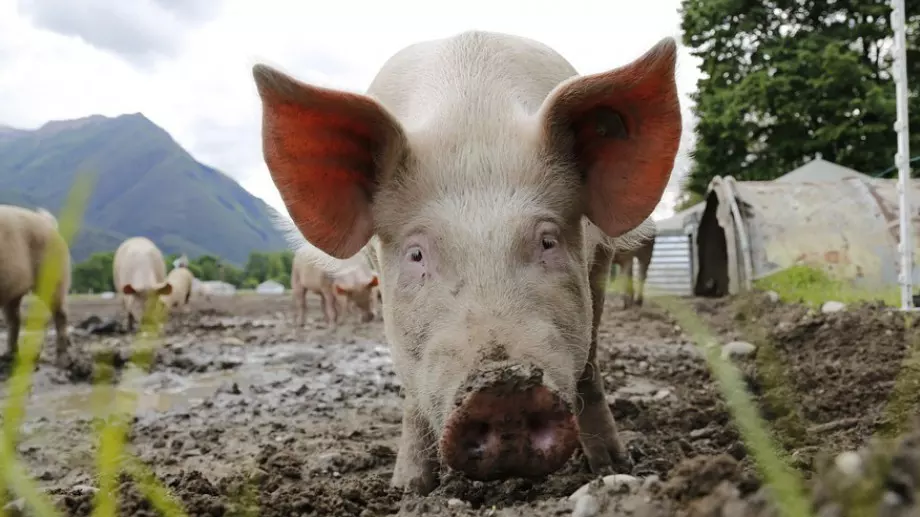 Виц за 20 юни 2023:  Прасето казало на стария бик