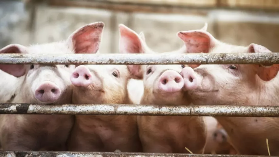 Изследване разкрива неподозирана интелигентност у свинете