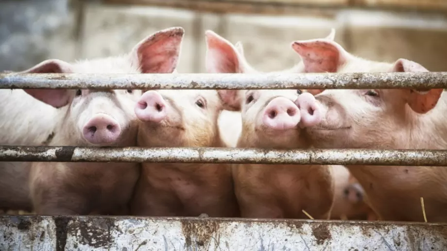 Изтича срокът за искане на подпомагане за хуманно отношение към свинете