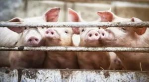 Откритие: Прасетата не се разболяват от COVID