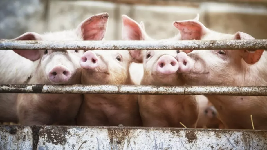 Откритие: Прасетата не се разболяват от COVID