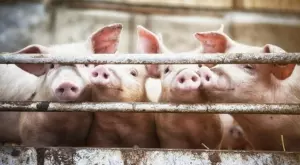 ЕК облекчи наложените на България ограничения в търговията със свинско месо