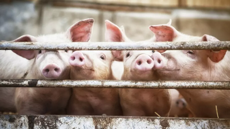 ЕК облекчи наложените на България ограничения в търговията със свинско месо