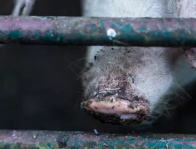 Мрачна статистика не вдъхва оптимизъм за промишленото свиневъдство в Русенско