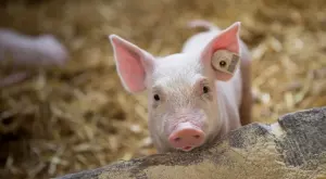 Над половината от земеделските ферми са изчезнали за 10 години