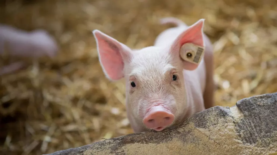 Над половината от земеделските ферми са изчезнали за 10 години