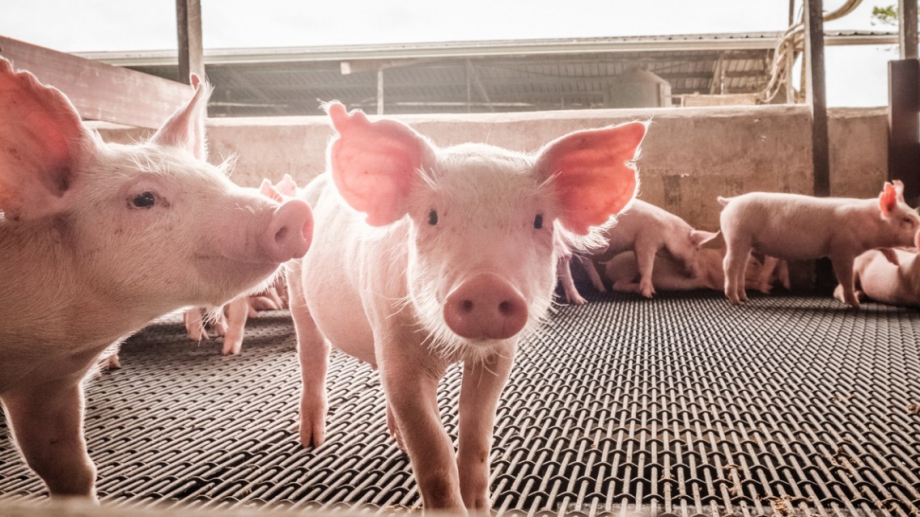 Българските фермери успяват да произведат едва 37 от свинското месо