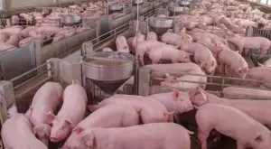 Животновъдите вече могат да отсрочват заеми към ДФ "Земеделие"