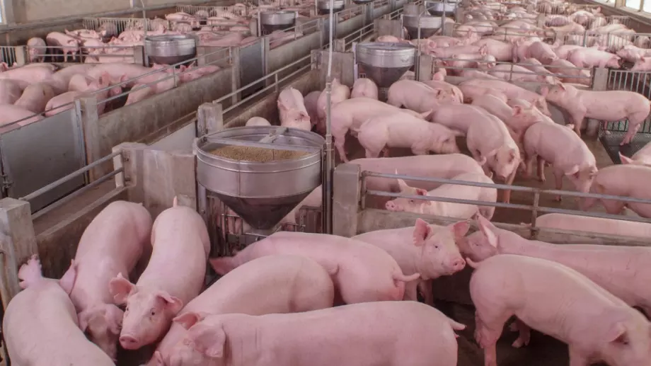 Животновъдите вече могат да отсрочват заеми към ДФ "Земеделие"