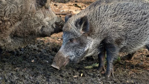 Нови огнища на африканска чума в Шуменско 