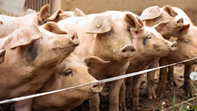 Експерт: Има опасност от втора вълна на африканска чума у нас