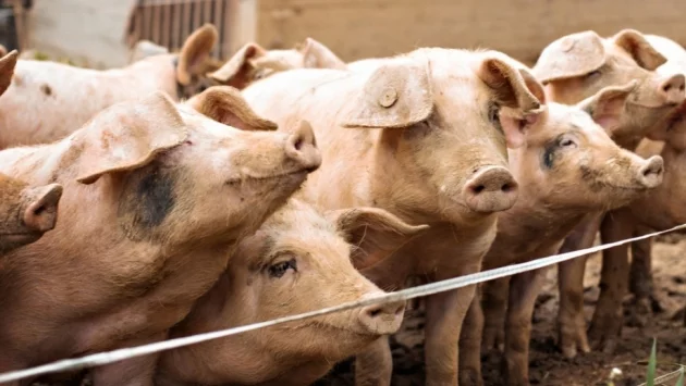 В Пазарджишка област са умъртвени над 3700 прасета от личните стопанства 