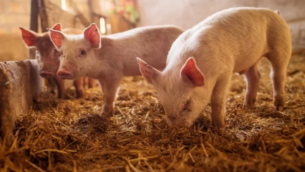 Предстоят проверки за нерегистрирани животновъдни обекти в Асеновградско