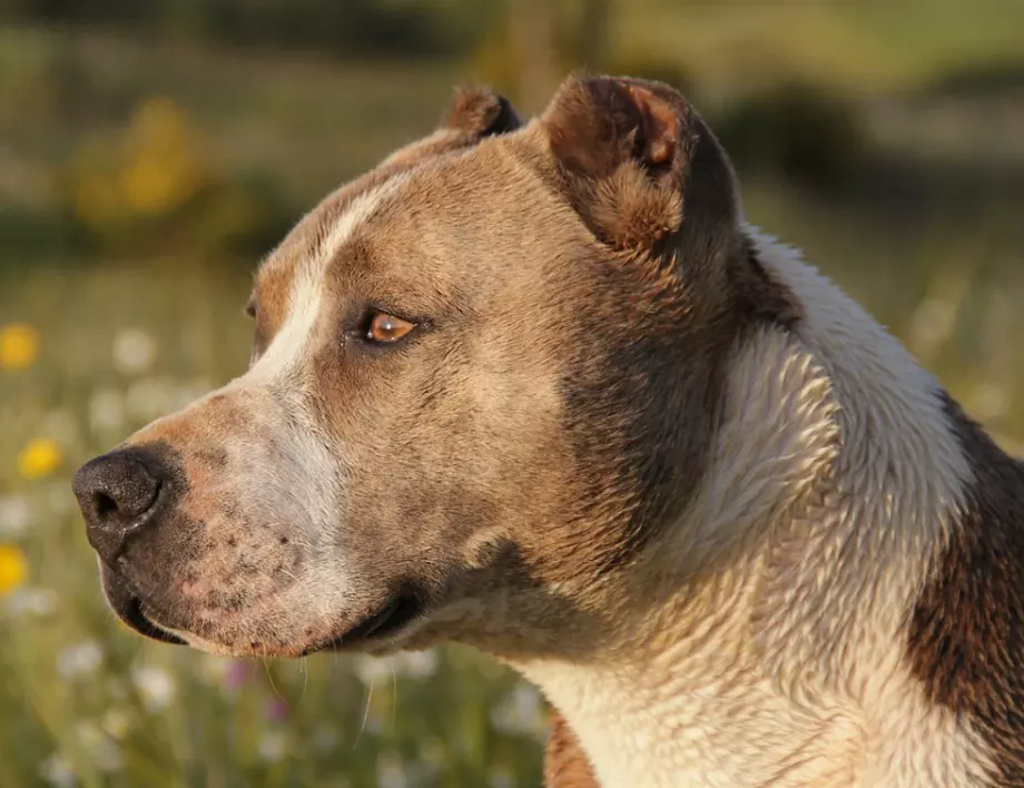 4 породи кучета - официално забранени