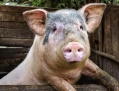 Отлага се началото на евтаназията на 40 000 прасета в Бръшлен