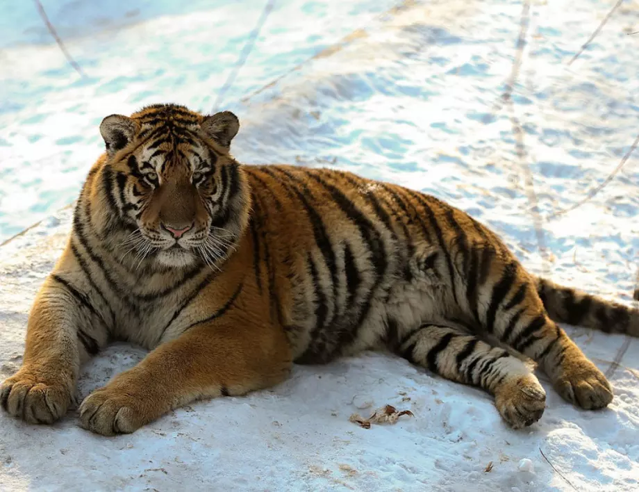 Амурска тигрица държи в страх няколко села в Русия 