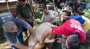 Виц на деня: Мъж вика приятели да колят прасе