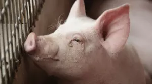 Откриха огнище на чума по свинете в с. Красново