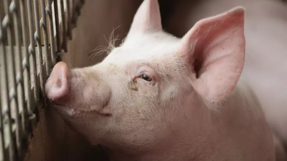 Откриха огнище на чума по свинете в с. Красново