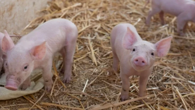 Германия със спешни мерки заради чума по свинете 