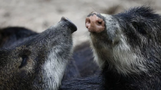 Риск: Източнобалканската свиня може да изчезне заради африканската чума  