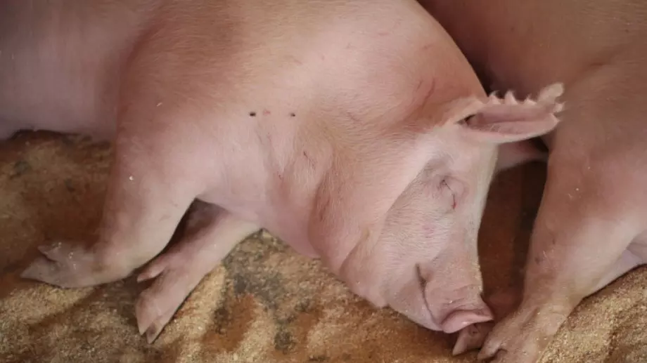 Свинското месо е по-евтино от краставиците, стопани са пред фалит