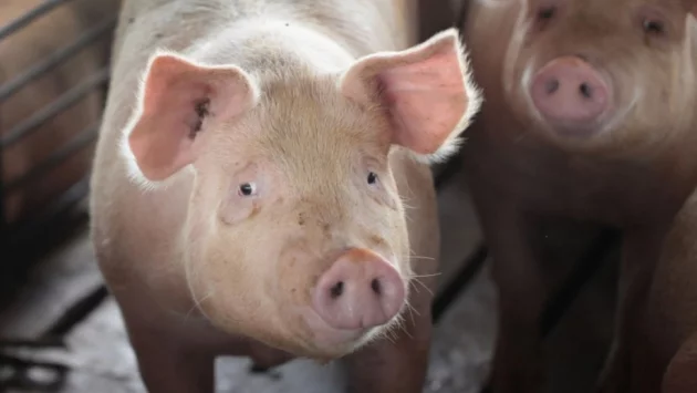 Ново масово избиване на прасета заради африканска чума