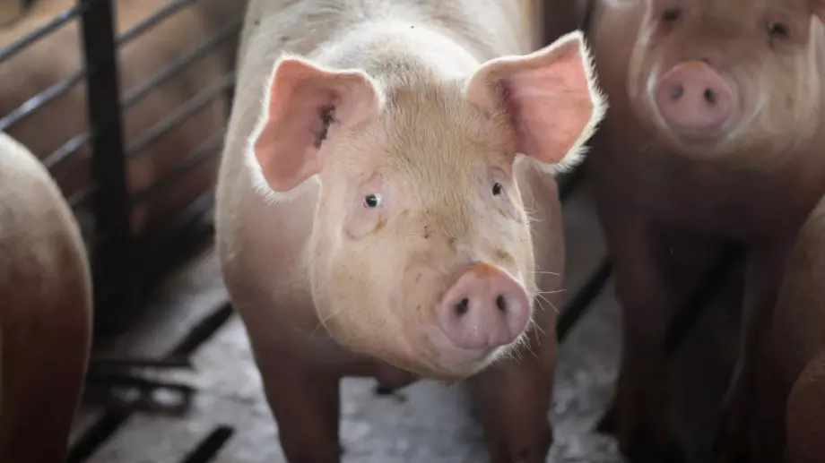 МЗХГ обеща компенсации за близо 50 000 стопани