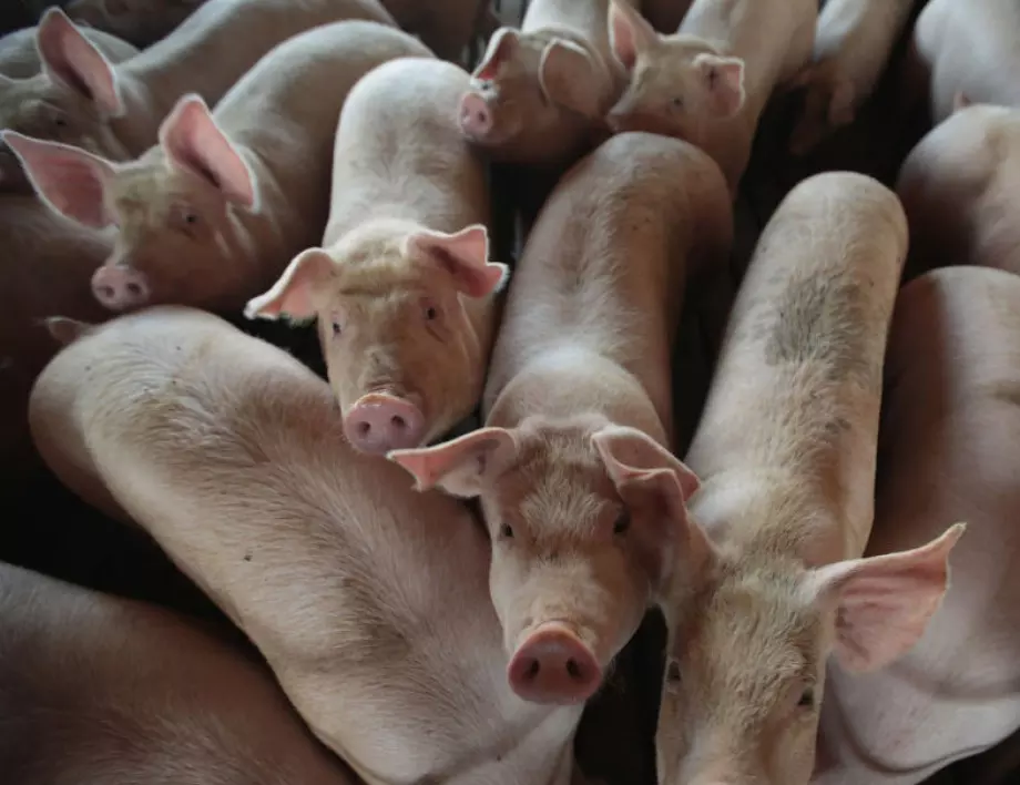 Bloomberg: Свинска чума вещае сериозен удар по най-голямата икономика в Европа 