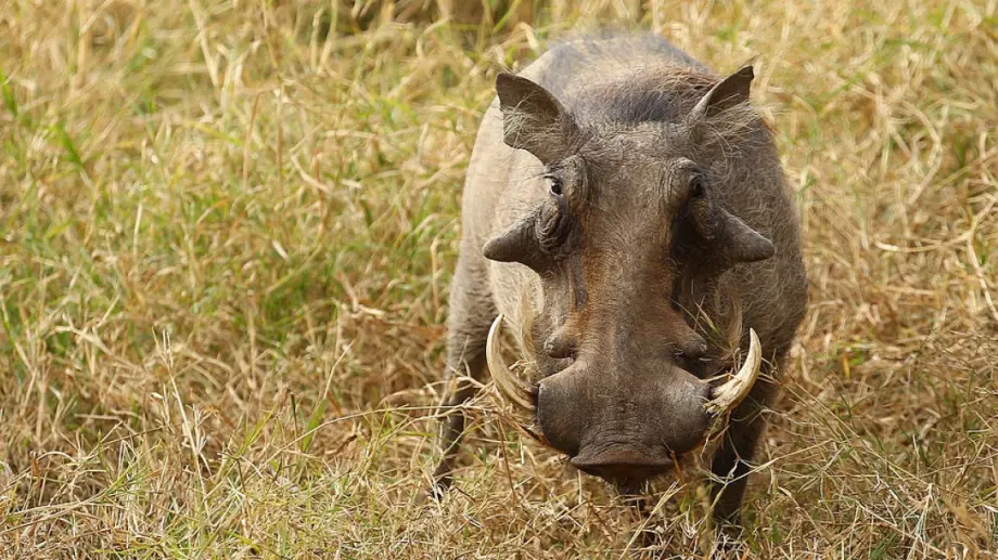 31 случая на африканска чума при диви свине откри БАБХ през ноември
