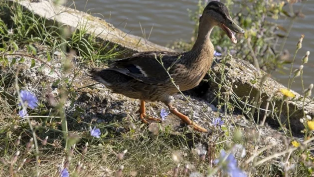 БАБХ:Птичият грип не е опасен за хората засега 
