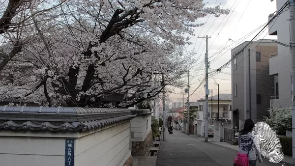 Поздрави от Япония