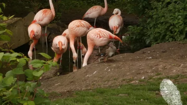 Поздрави от Уелс