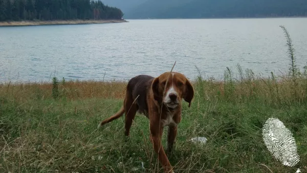 Поздрави от язовир Доспат