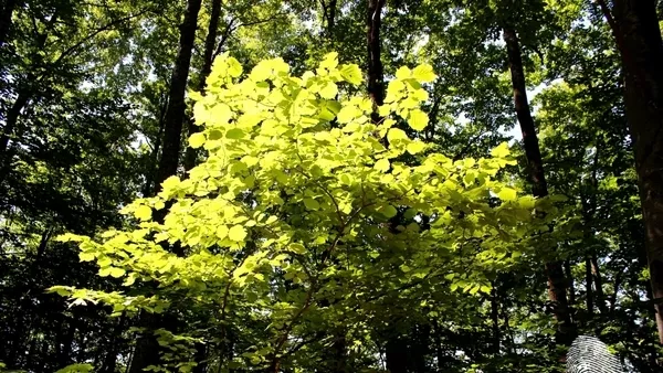 Поздрави от Витоша