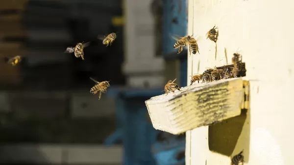 Медени истории