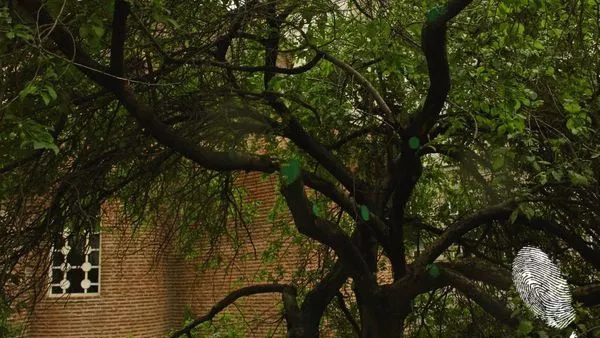 Ротондата и нейното пеещо дърво