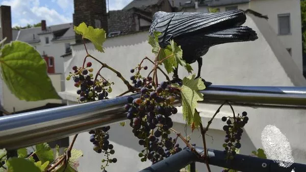 Балконски синдром