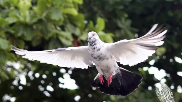 Апоколипсис