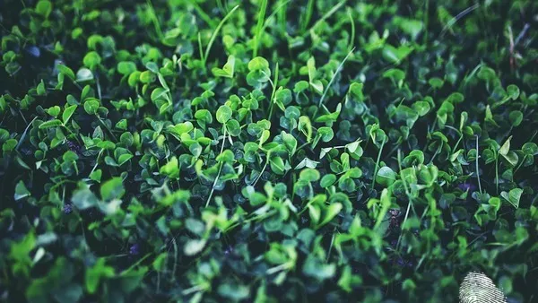 Свети Патрик