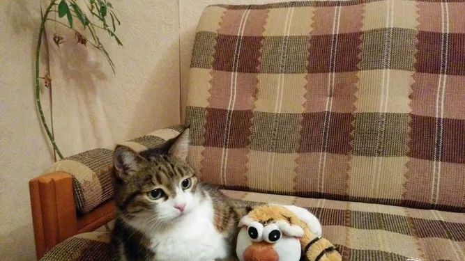 Живот (е) с коте