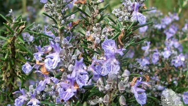 ...живели някога две сестри