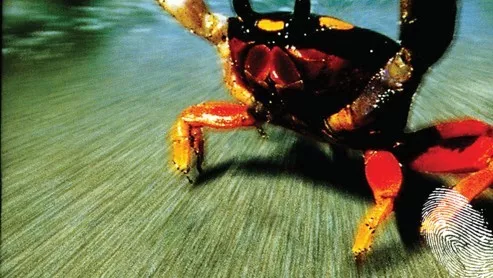 …20 години The Fat Of The Land