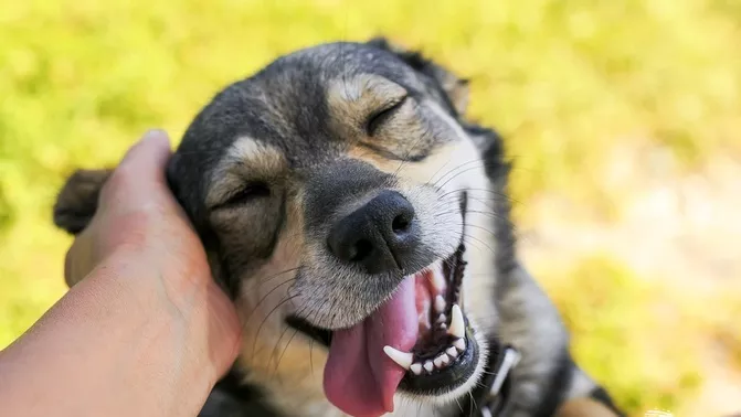 Бъди като кучетата, не като хората!