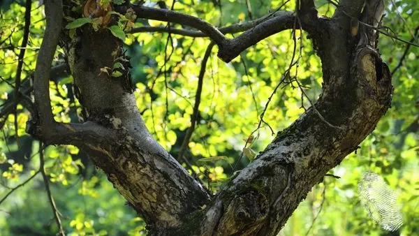 да мога повече