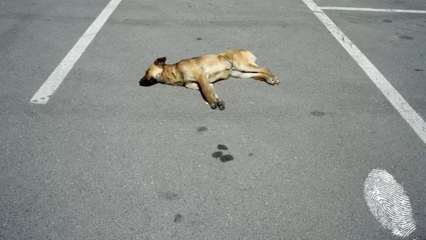 трябваше да се почеша