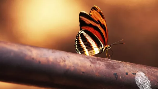 тътен на буря