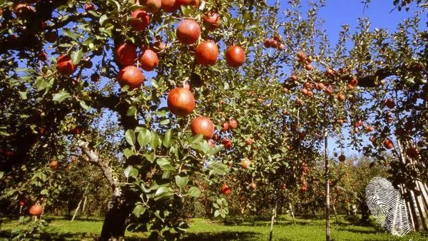 презряло дърво