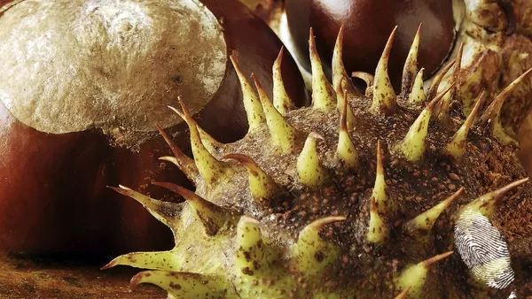 на кестена бодлите