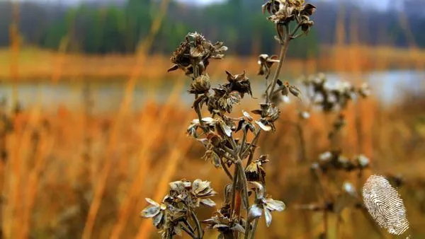 сломено стръкче